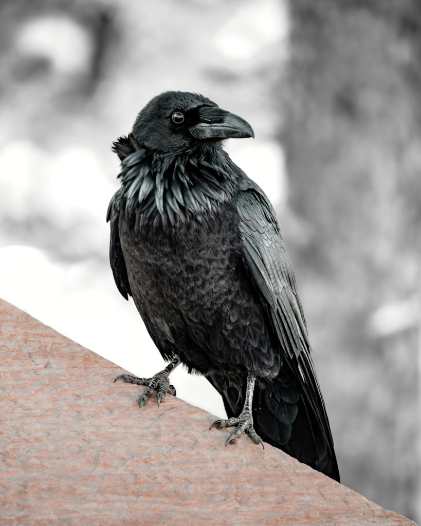 A black raven poses on a perch.