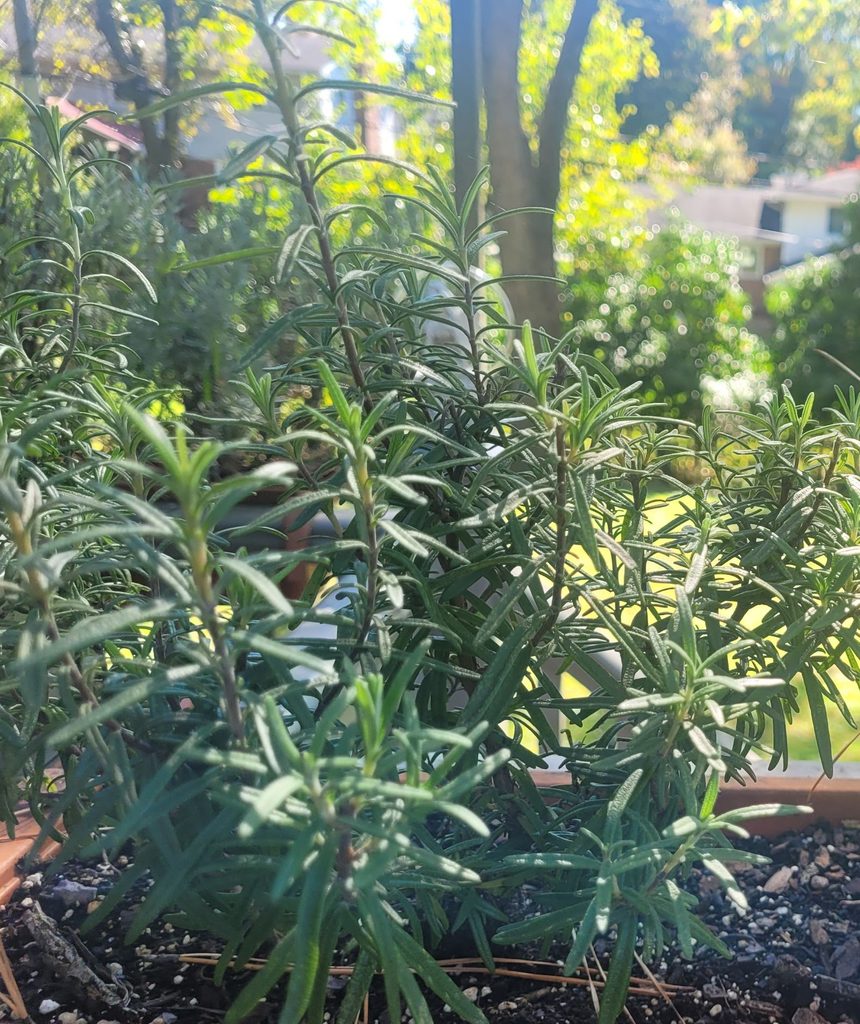 Rosemary growing in an outside plant pot.