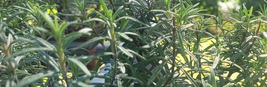 Rosemary growing in an outside plant pot.